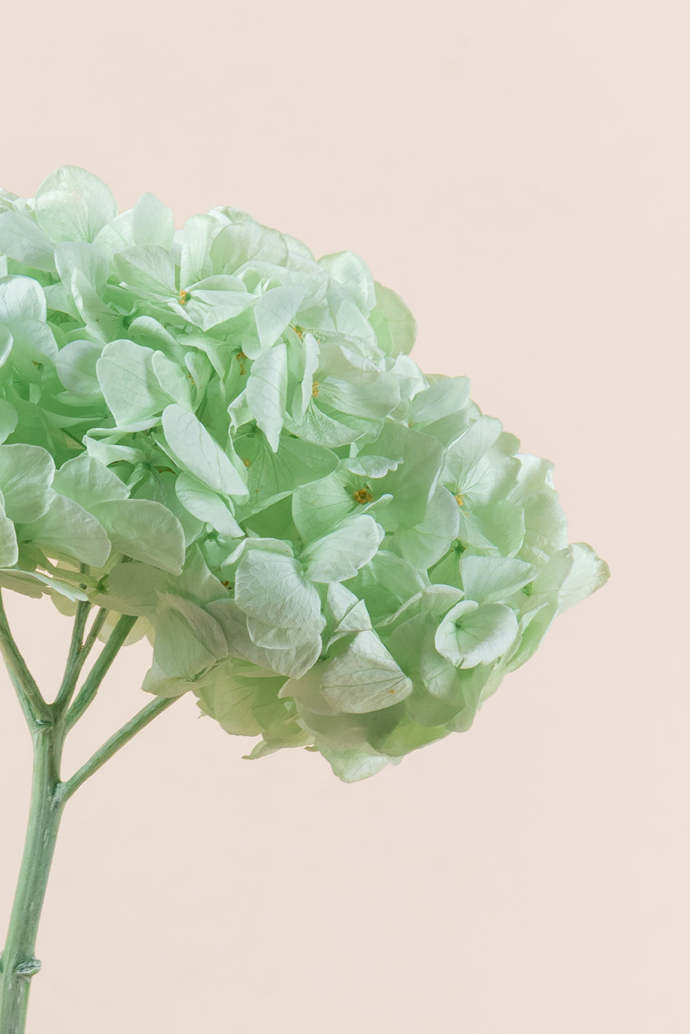 Premium Hydrangea