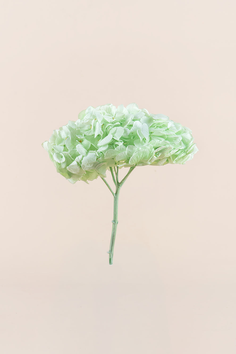 Premium Hydrangea
