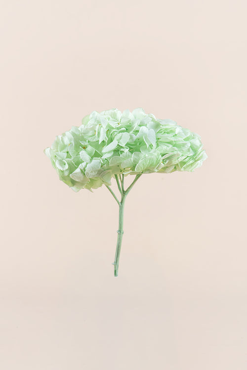 Premium Hydrangea