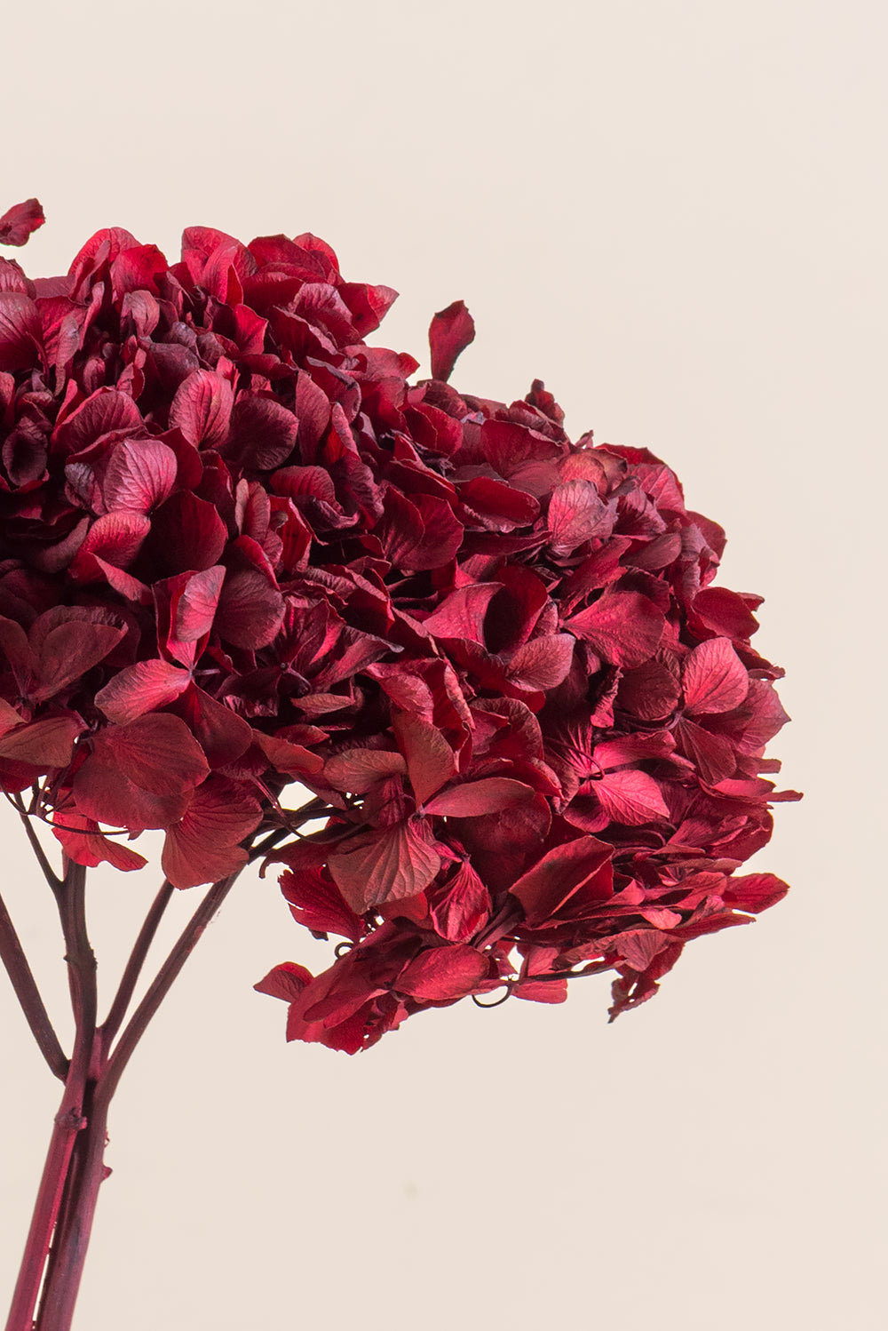 Hortensia commun