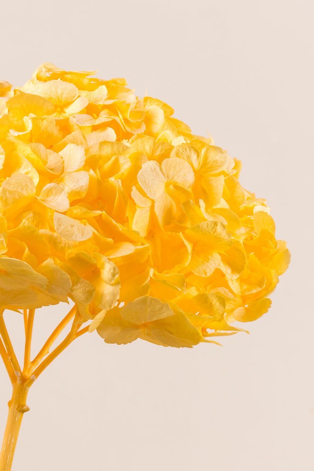 Premium Hydrangea