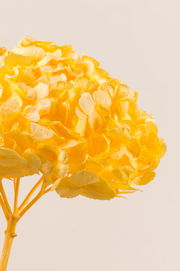 Premium Hydrangea