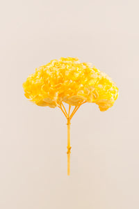 Jaune pâle
