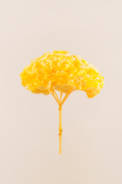 Soft Yellow