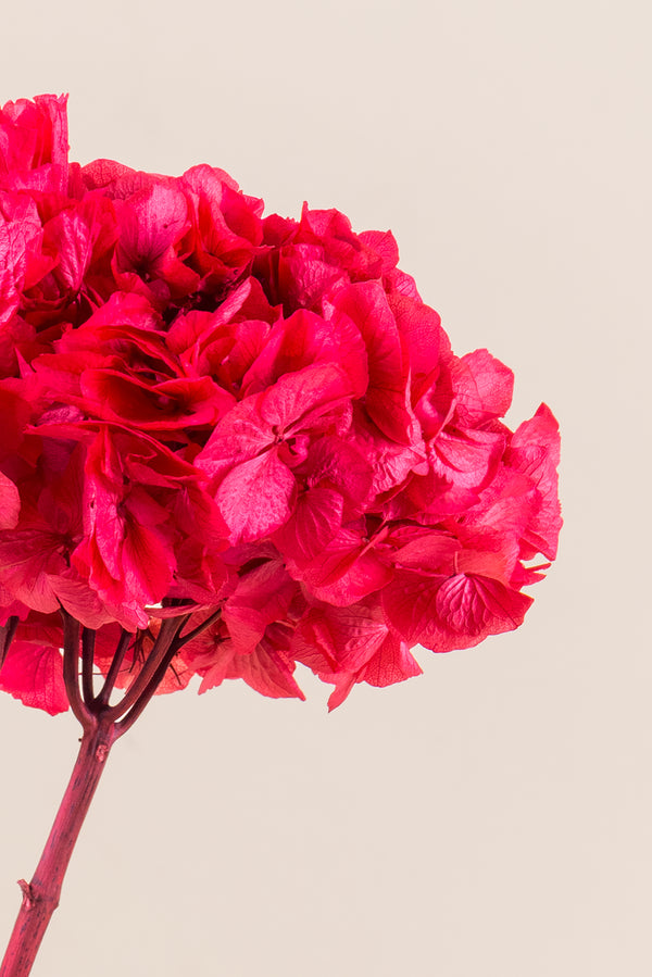 Standard Hydrangea