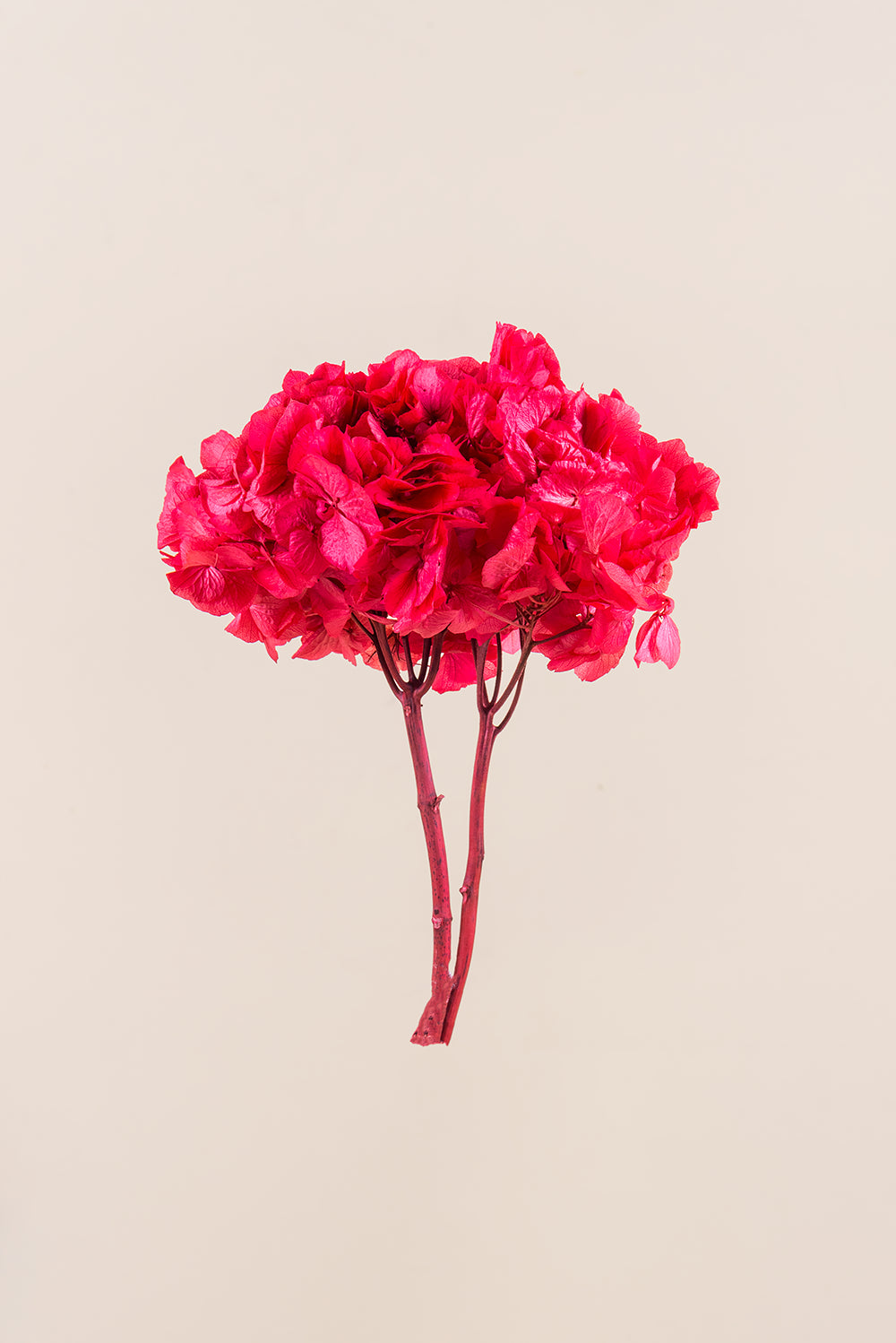 Hortensia commun