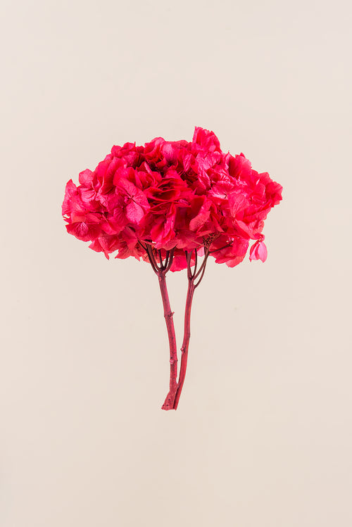 Hortensia Estándar