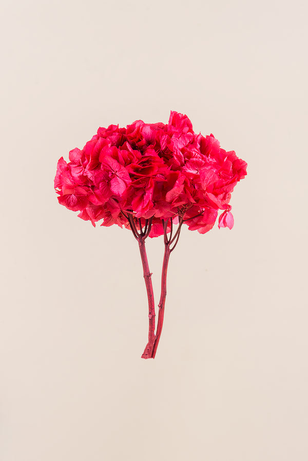 Standard Hydrangea