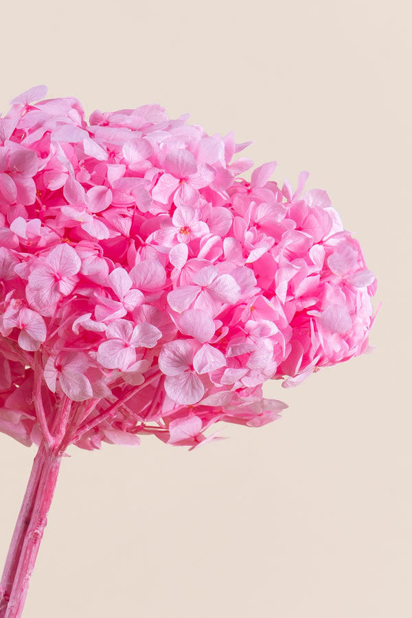 Premium Hydrangea