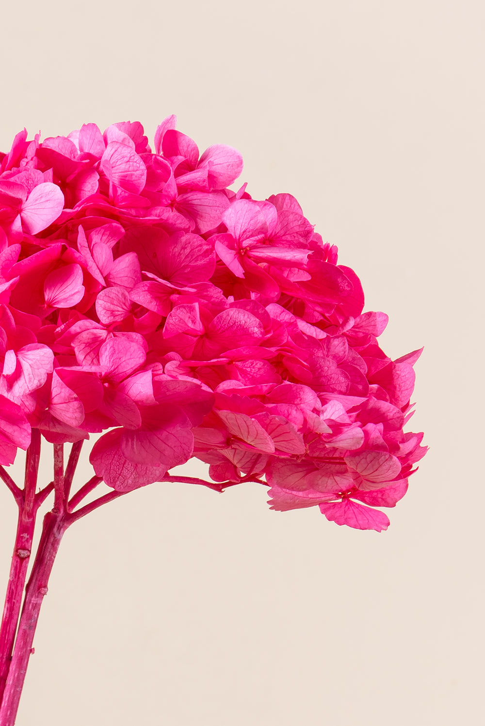 Premium Hydrangea