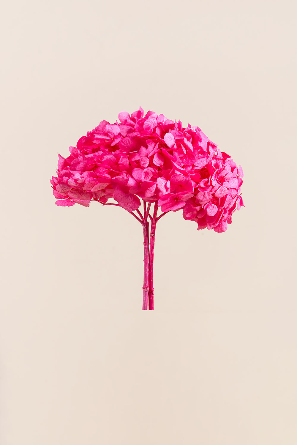 Premium Hydrangea