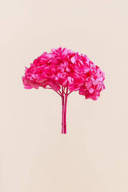 Premium Hydrangea