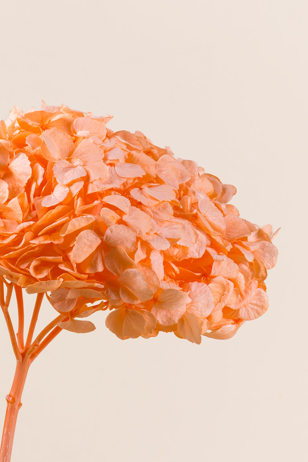Premium Hydrangea