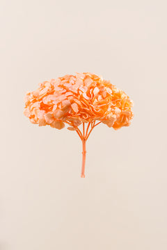 Light Orange