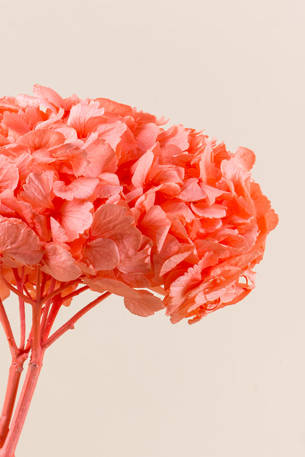 Premium Hydrangea