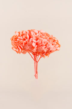 Coral Orange