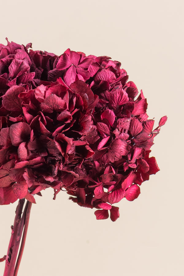Standard Hydrangea