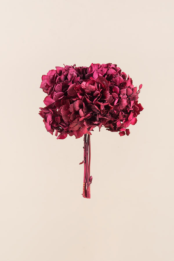 Standard Hydrangea