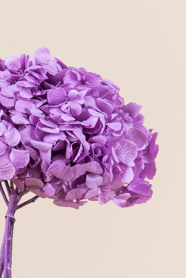 Premium Hydrangea