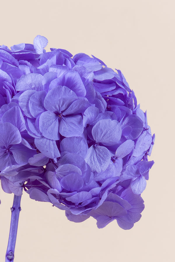 Premium Hydrangea