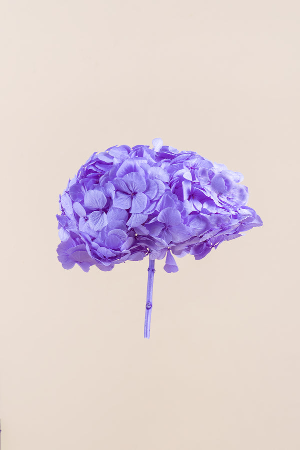 Premium Hydrangea