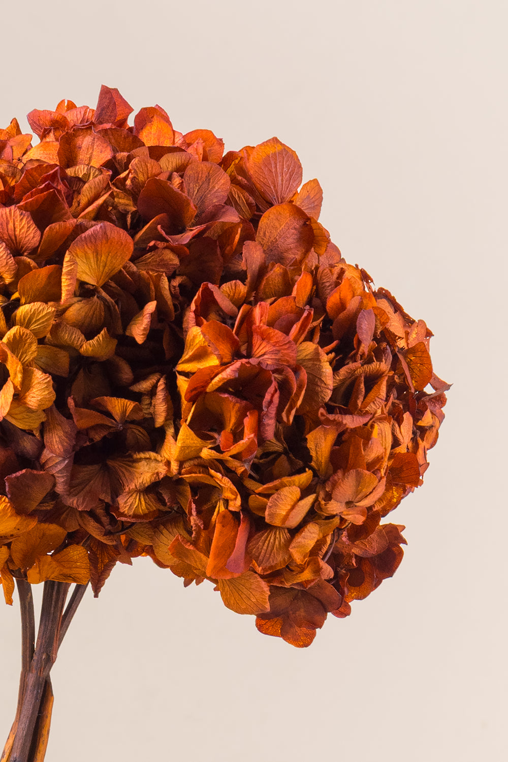 Hortensia commun