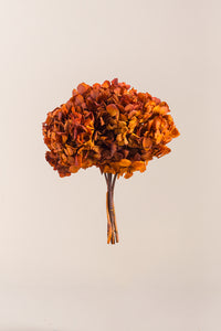 Automne