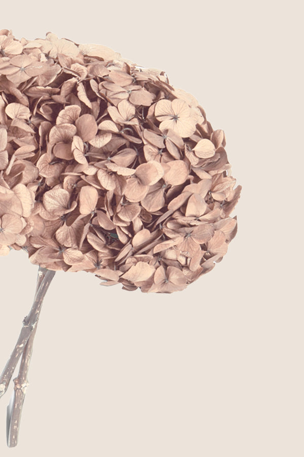 Premium Hydrangea