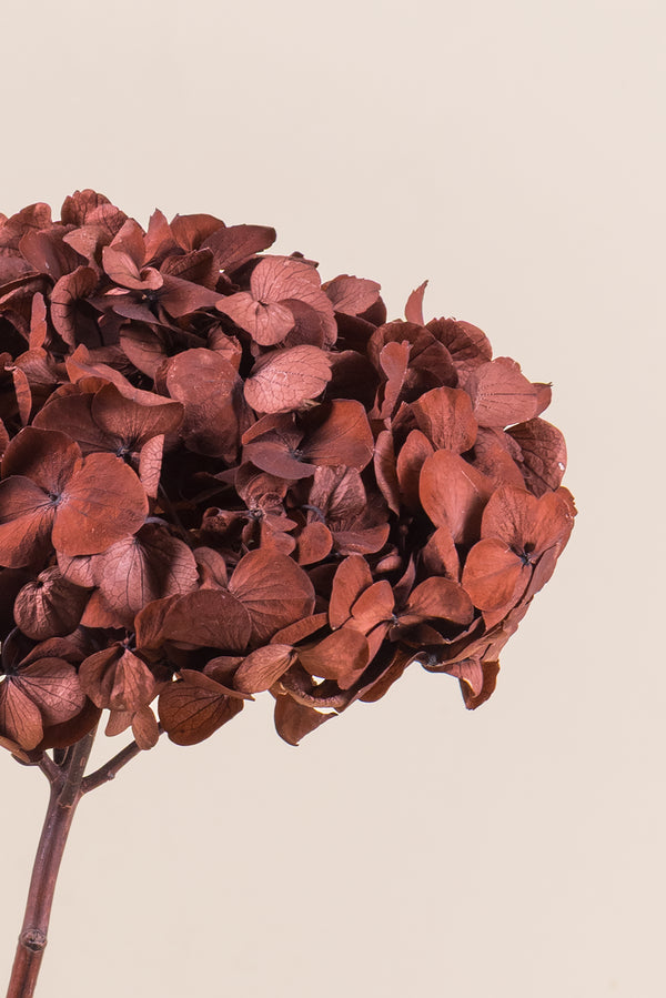 Premium Hydrangea