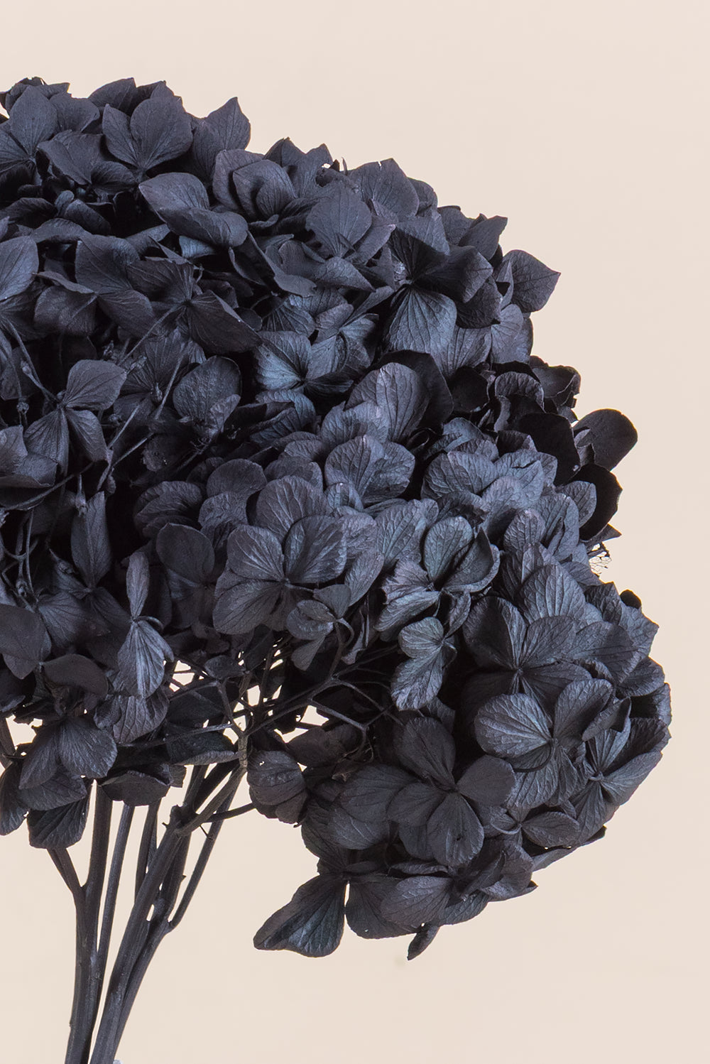 Hortensia commun