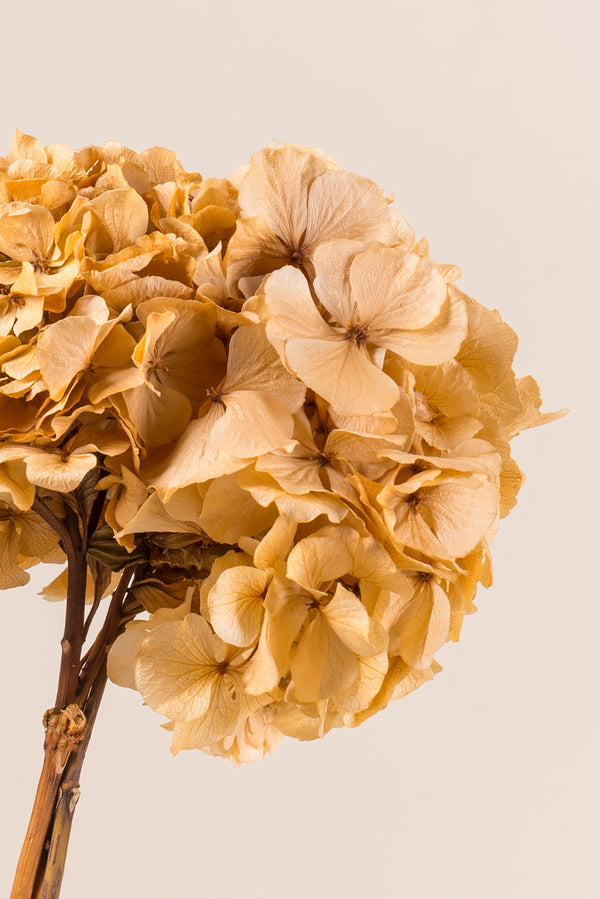Standard Hydrangea