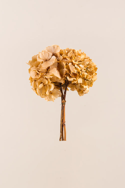 Hortensia Estándar