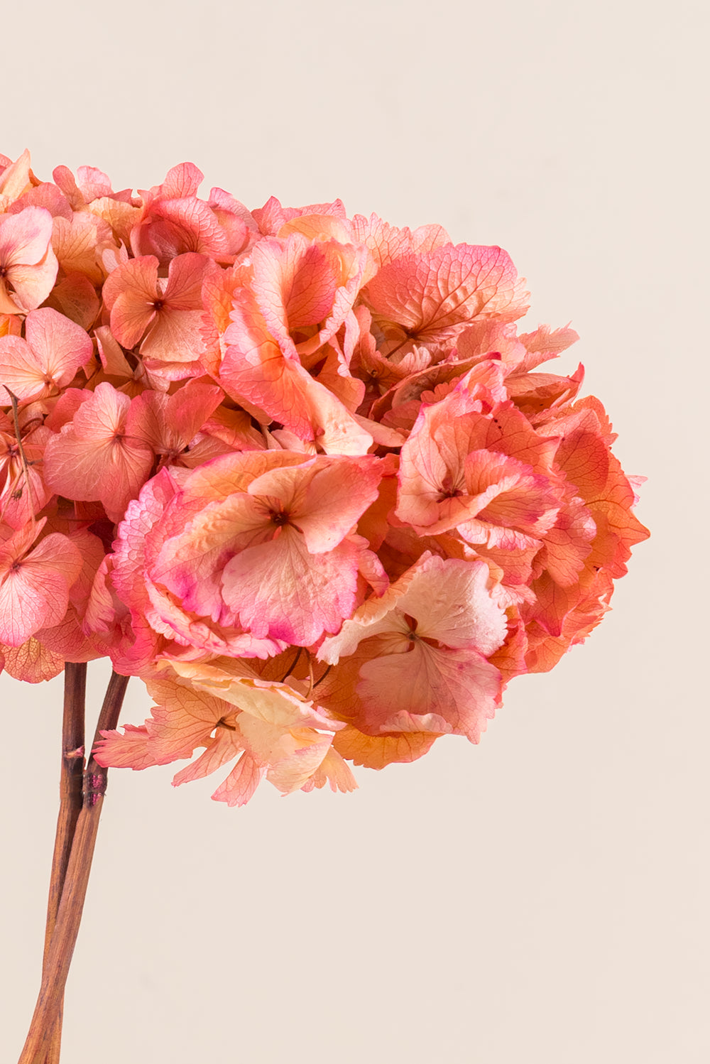 Bicolor Hydrangea