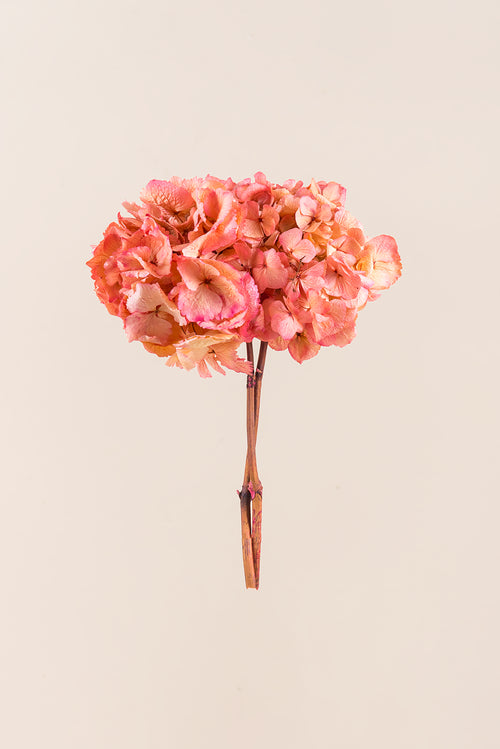 Bicolor Hydrangea