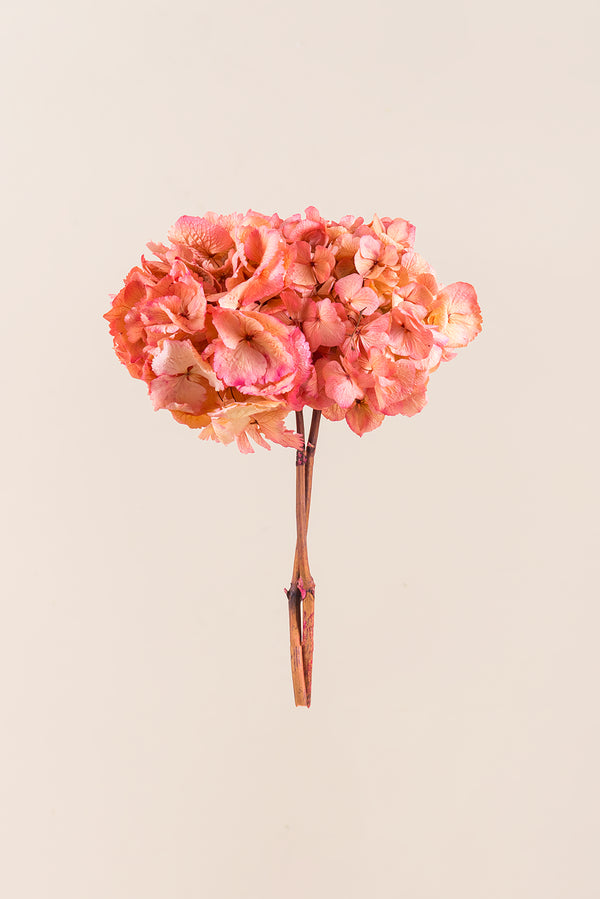 Zweifarbige Hortensie