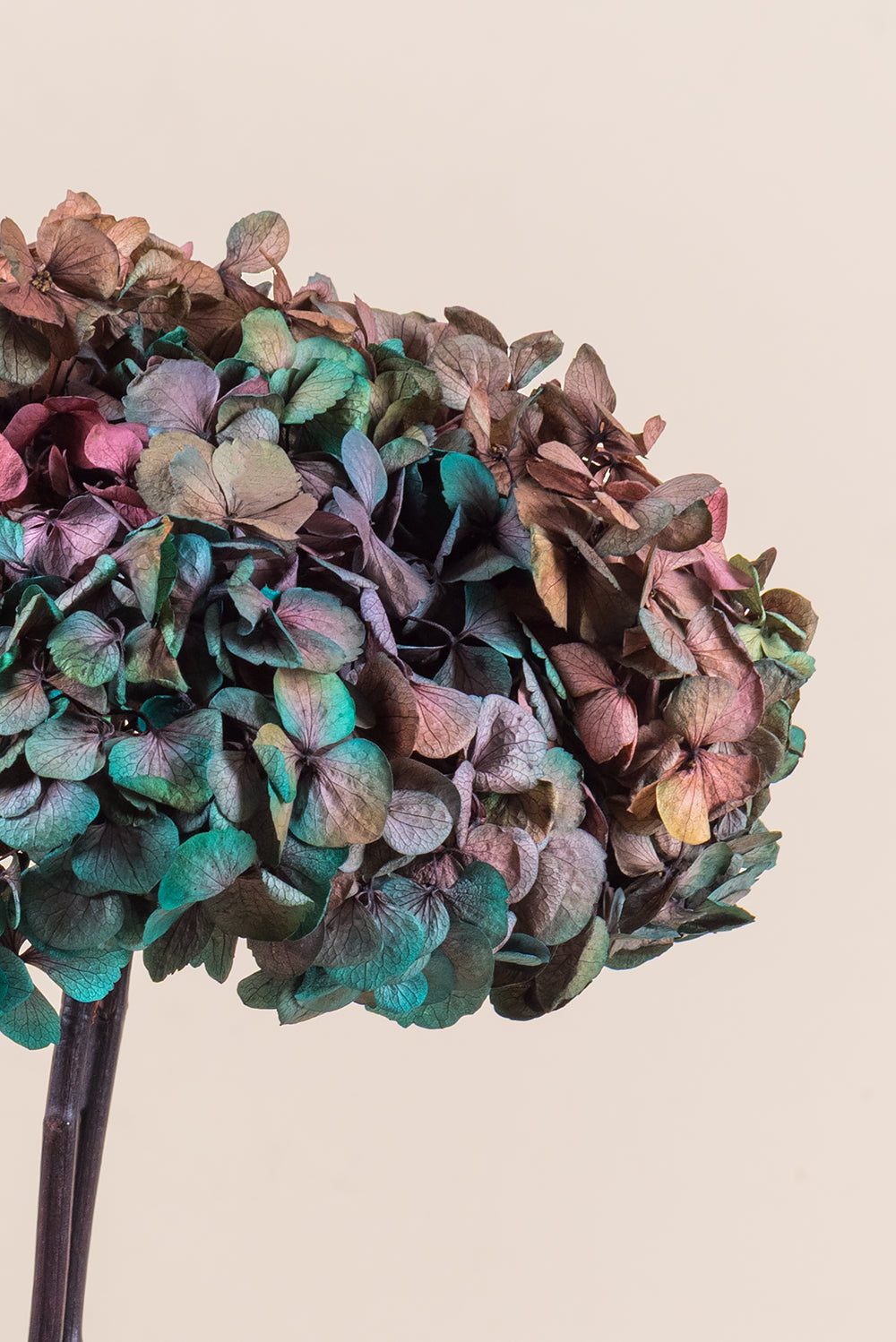Fusion Hydrangea