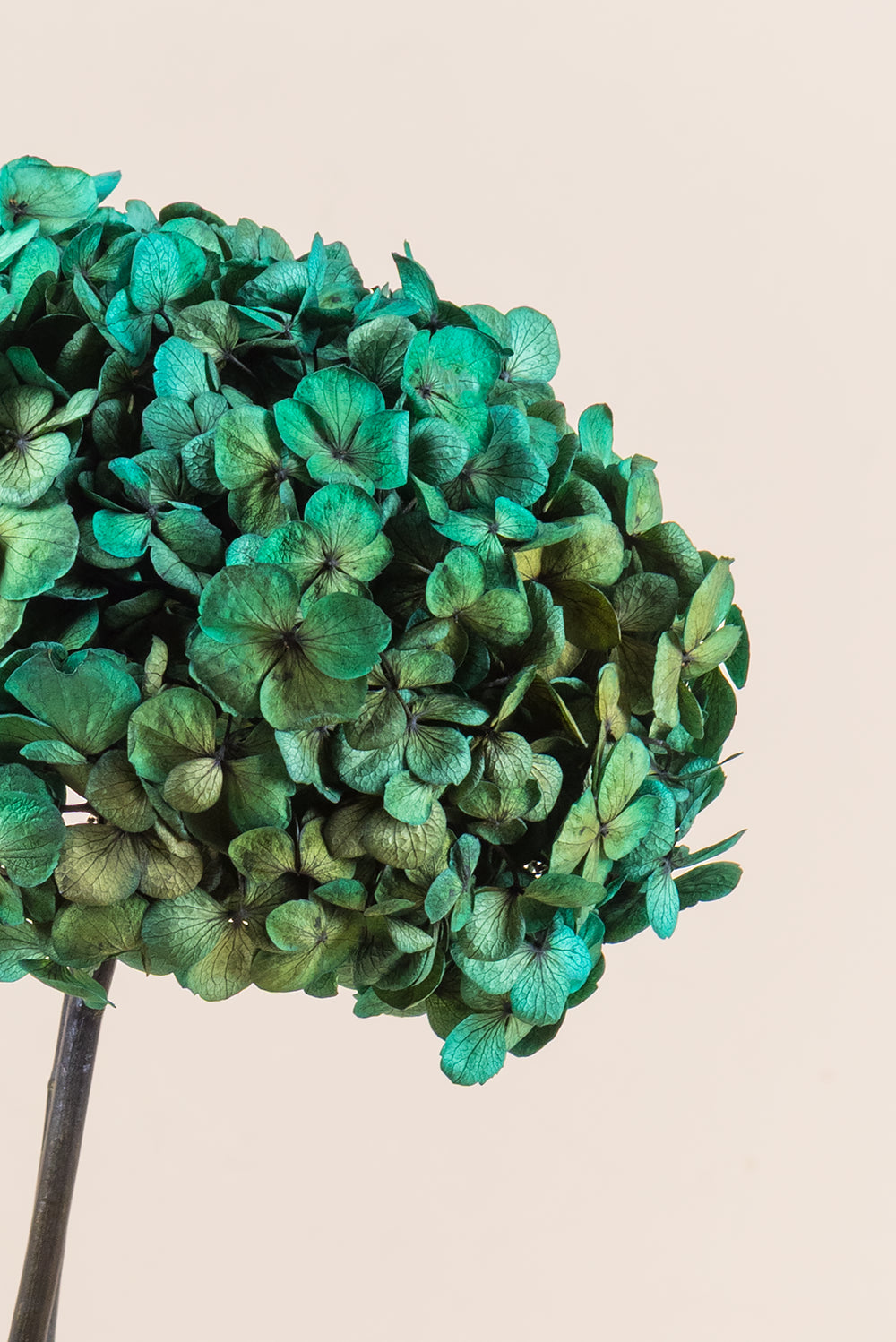 Fusion Hydrangea