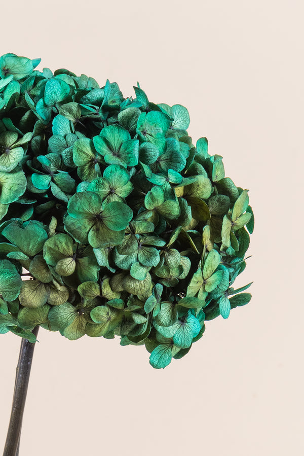 Hortensia Fusion