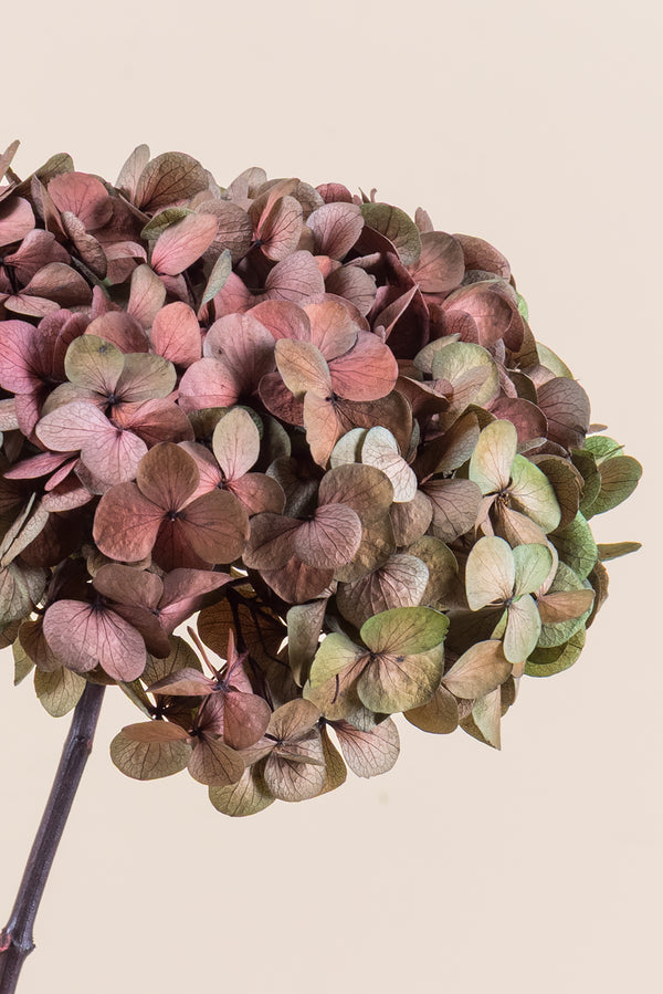 Hortensia Fusion