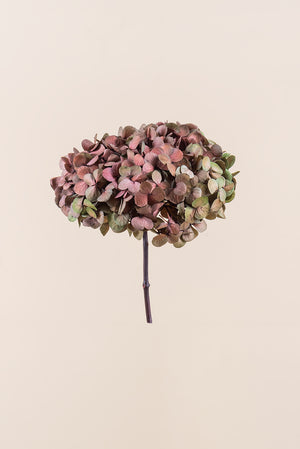 Hortensia Fusion