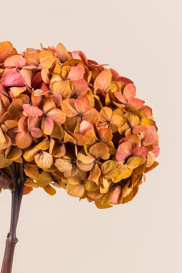 Hortensia Fusion