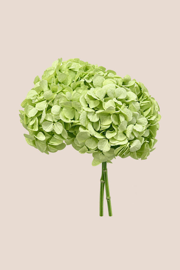 Hortensia Premium