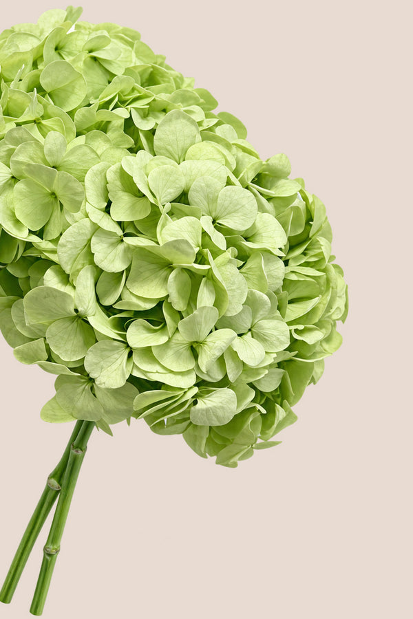 Hortensia Premium
