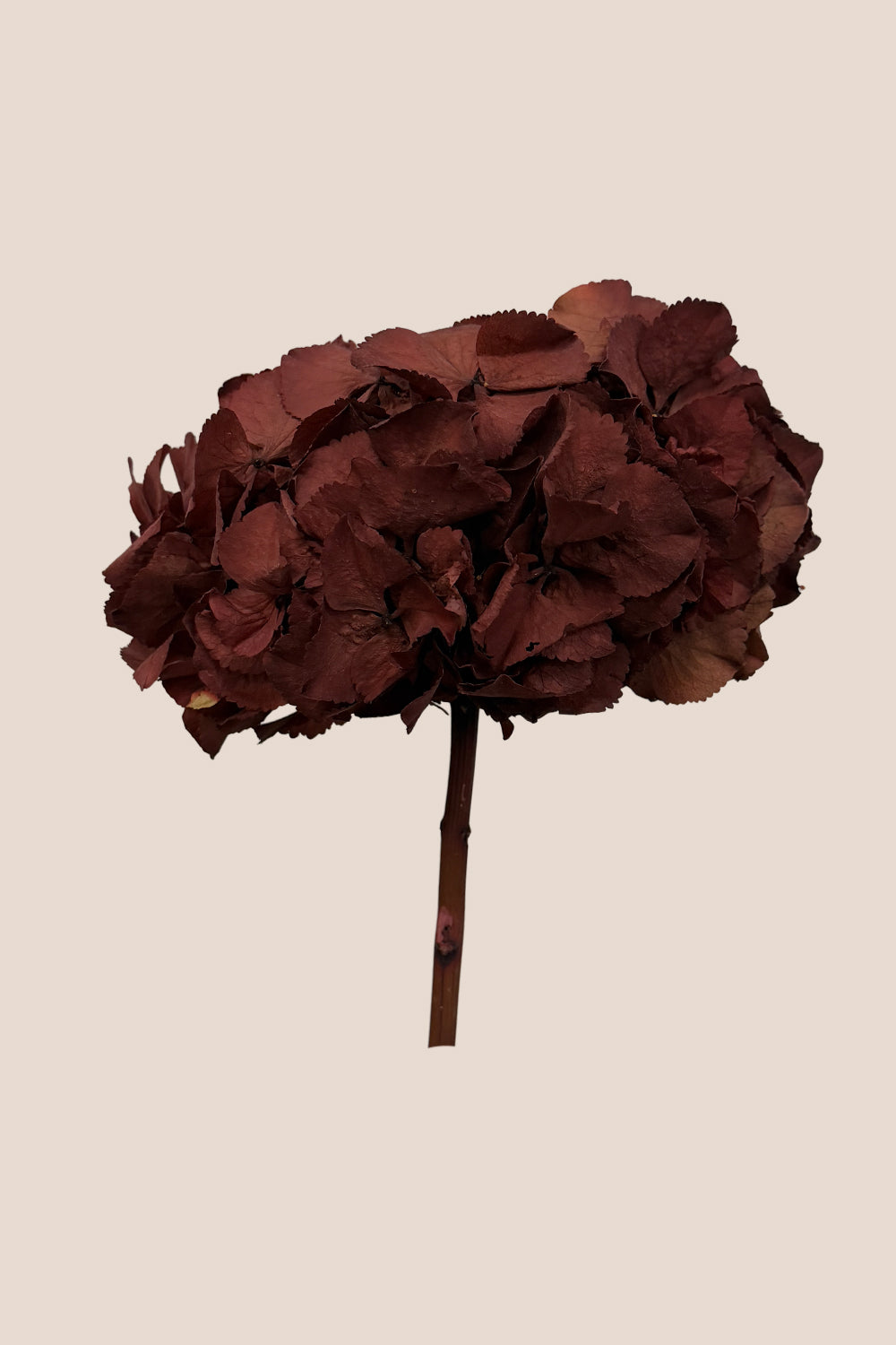 Premium Hydrangea