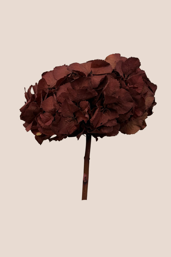 Hortensia Premium