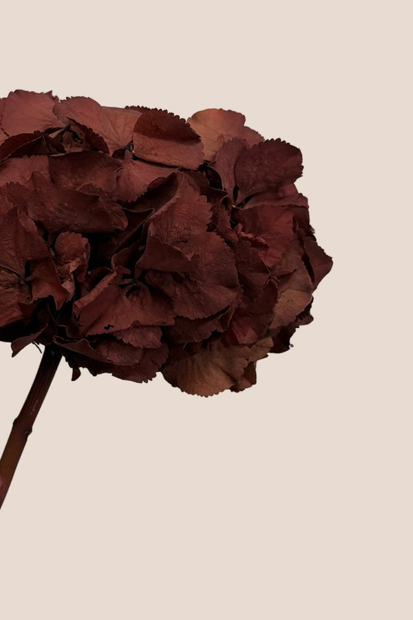 Hortensia Premium