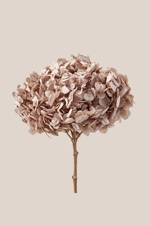 Premium Hydrangea
