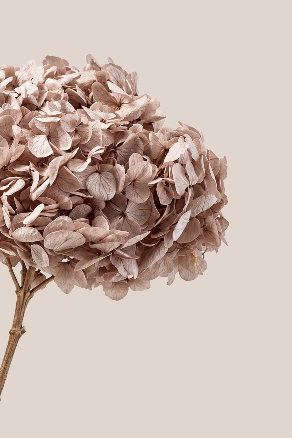 Premium Hydrangea