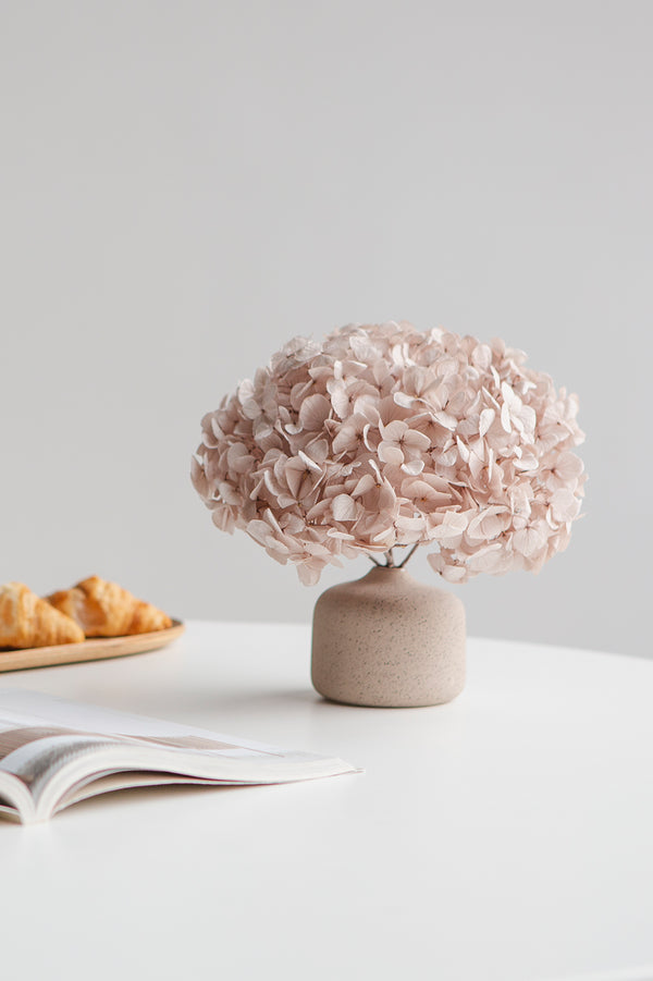 Hortensia Premium