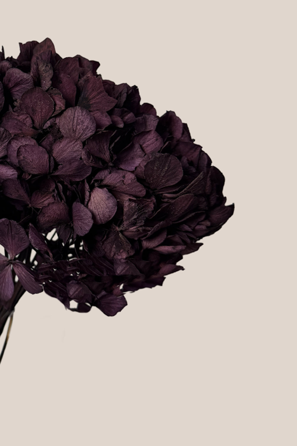Standard Hydrangea